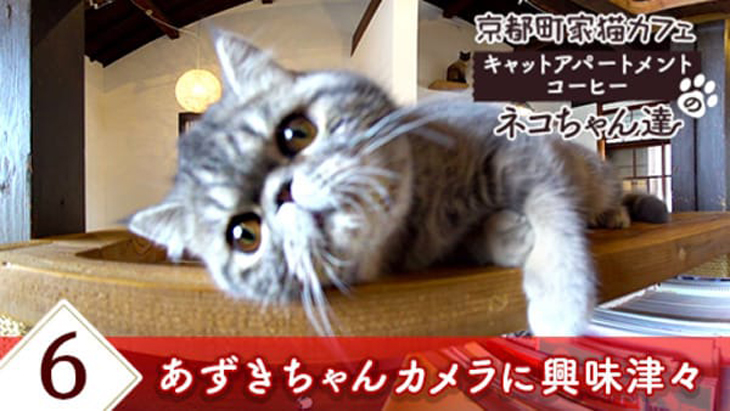 VR動画：＃6 あずきちゃんカメラに興味津々 / 京都町家猫カフェ キャットアパートメントコーヒー