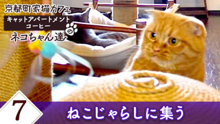 VR動画：＃7 ねこじゃらしに集う / 京都町家猫カフェ キャットアパートメントコーヒー