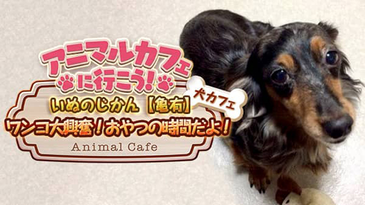 VR動画：【犬カフェ】いぬのじかん②大興奮！おやつの時間だよ！