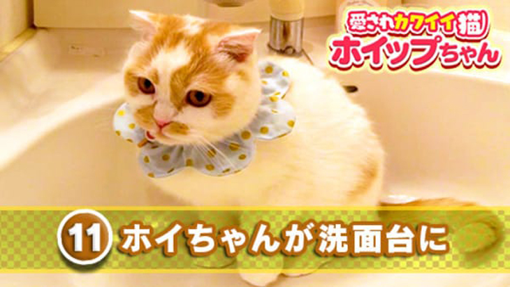 VR動画：＃11 ホイちゃんが洗面台に / 愛されカワイイ猫ホイップちゃん