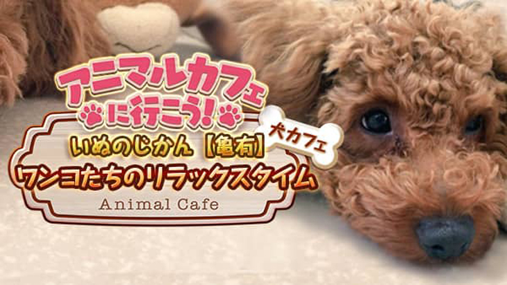 VR動画：【犬カフェ】いぬのじかん③ワンコたちのリラックスタイム