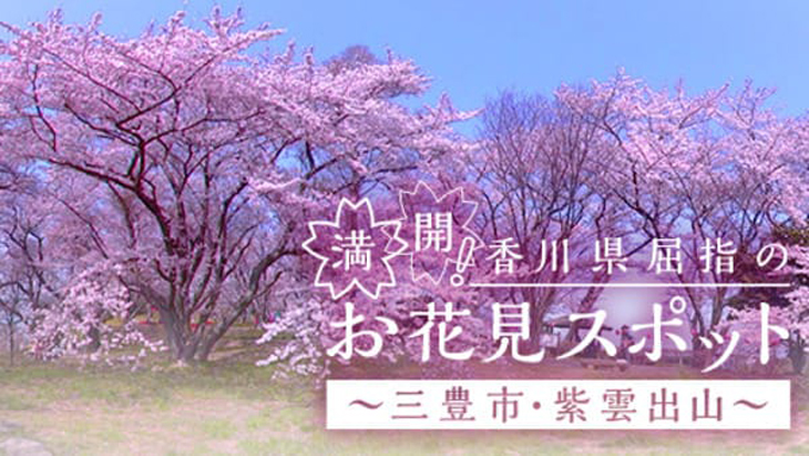 VR動画：満開！香川県屈指のお花見スポット ～三豊市・紫雲出山～