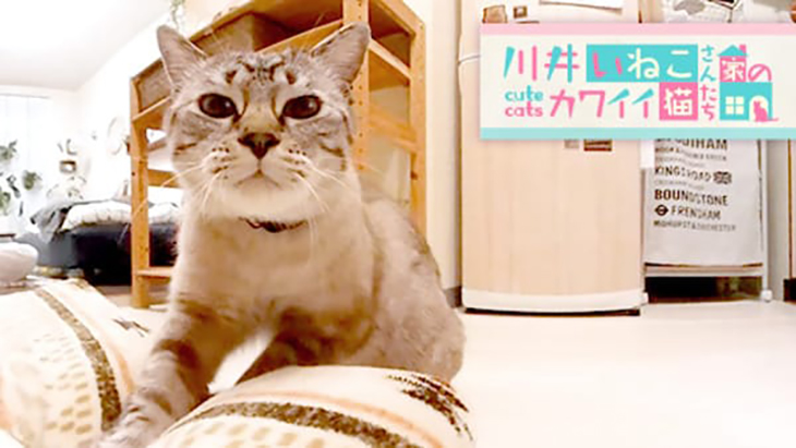 VR動画：＃1 何故か毛布をもみもみ / 川井いねこさん家のカワイイ猫たち