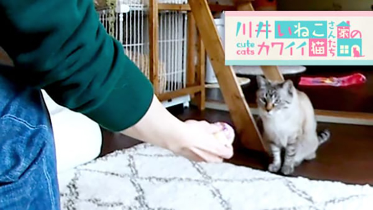 VR動画：＃2 ボール遊びに夢中 / 川井いねこさん家のカワイイ猫たち