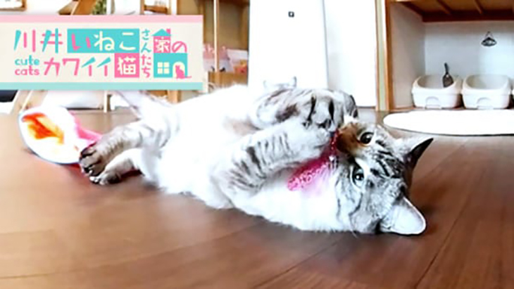 VR動画：＃3 猫じゃらしに大興奮！ / 川井いねこさん家のカワイイ猫たち