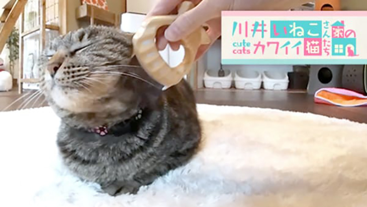 VR動画：＃4 ブラッシングにご満悦 / 川井いねこさん家のカワイイ猫たち