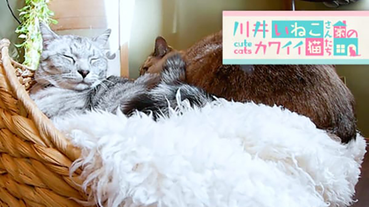 VR動画：＃5 お気に入りの場所でまったり / 川井いねこさん家のカワイイ猫たち