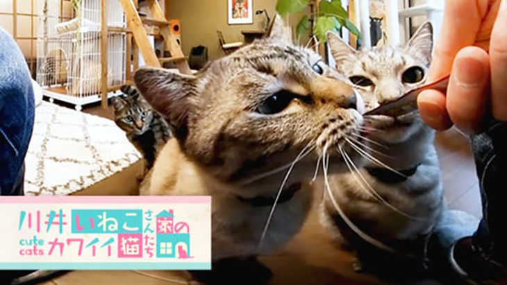 VR動画：＃6 液状タイプのおやつに集まる猫ちゃん達 / 川井いねこさん家のカワイイ猫たち