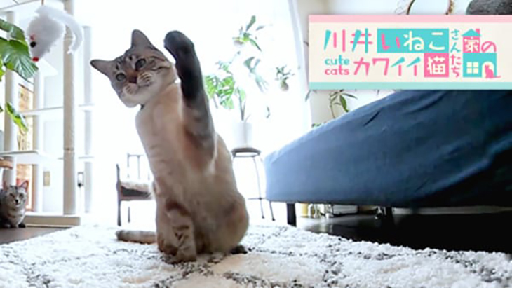 VR動画：＃7 ねずみ型の猫じゃらしにパンチ！ / 川井いねこさん家のカワイイ猫たち