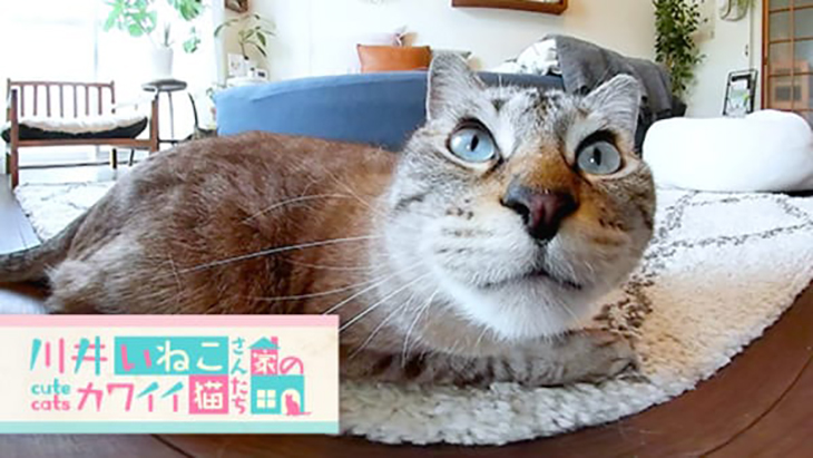 VR動画：＃8 絨毯の上でくつろぎタイム / 川井いねこさん家のカワイイ猫たち