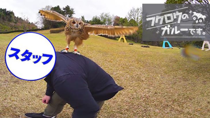VR動画：＃4 撮影スタッフの肩の上に！ / フクロウのガルーです。