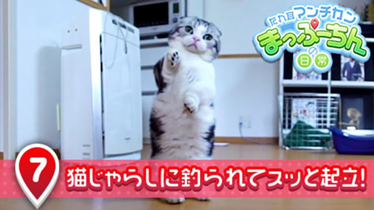 VR動画：＃7 猫じゃらしに釣られてスッと起立！ / たれ耳マンチカン まっぷーちんの日常