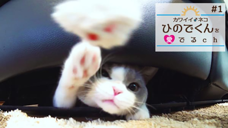 VR動画：＃1 ソファの下から虎視眈々と / カワイイ♂ネコ ひのでくんを愛でるCh（ちゃんねる）
