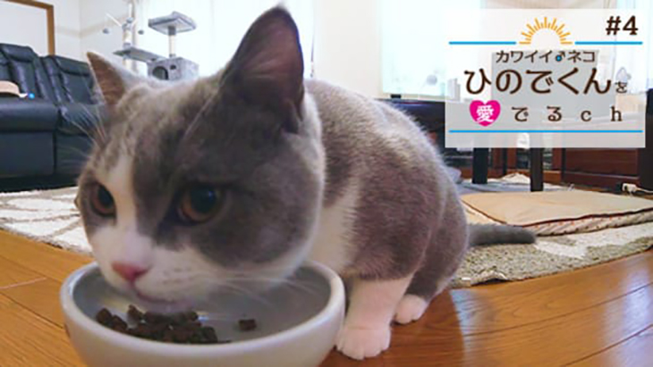 VR動画：＃4 いっぱい食べて元気元気！ / カワイイ♂ネコ ひのでくんを愛でるCh（ちゃんねる）