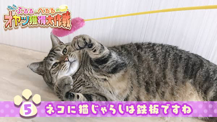 VR動画：＃5 ネコに猫じゃらしは鉄板ですね / ぶるる・べるる