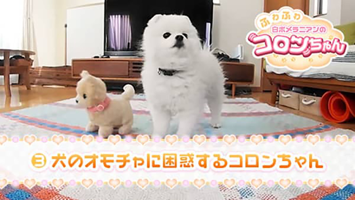 VR動画：＃3 動く犬のお人形に困惑するコロンちゃん / ふわふわ白ポメラニアンのコロンちゃん