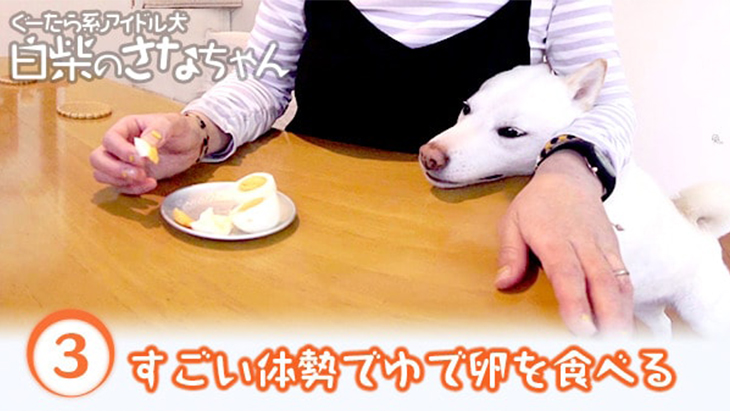 VR動画：＃3 すごい体勢でゆで卵を食べるさなちゃん / ぐーたら系アイドル犬 白柴のさなちゃん