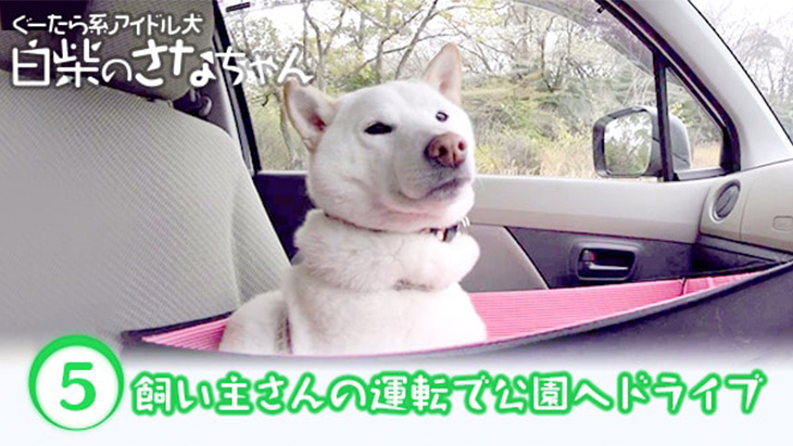 VR動画：＃5 飼い主さんの運転で公園へドライブ / ぐーたら系アイドル犬 白柴のさなちゃん