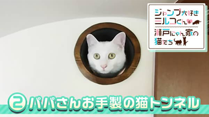 VR動画：＃2 パパさんお手製の猫トンネル / ミルコくん＆瀬戸にゃん家