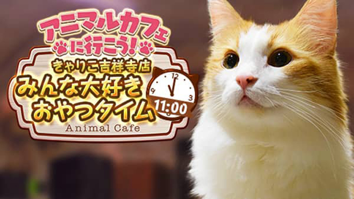VR動画：【猫カフェ】きゃりこ吉祥寺店①みんな大好き おやつタイム