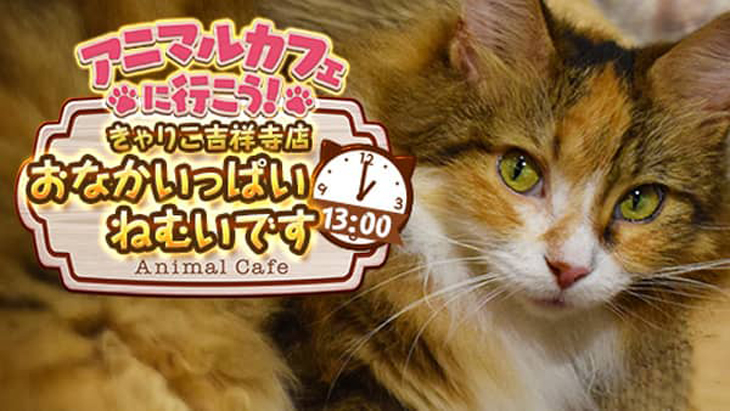 VR動画：【猫カフェ】きゃりこ吉祥寺店②おなかいっぱい ねむいです