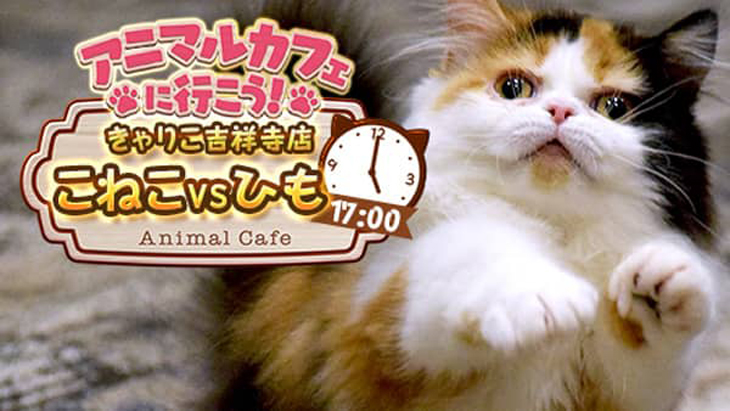 VR動画：【猫カフェ】きゃりこ吉祥寺店④こねこ vs ひも