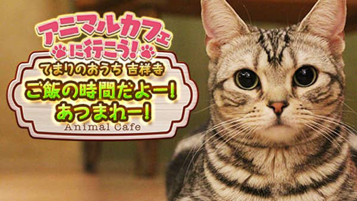 VR動画：【猫カフェ】てまりのおうち②ご飯の時間だよー！あつまれー！