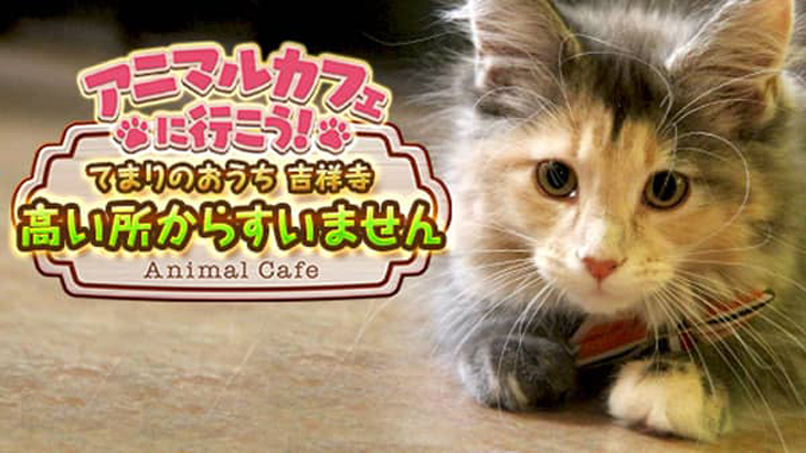VR動画：【猫カフェ】てまりのおうち③高い所からすいません