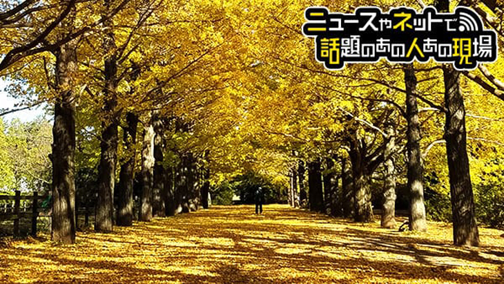 VR動画：金色のトンネル イチョウ並木（Gingko Trees in Tokyo）