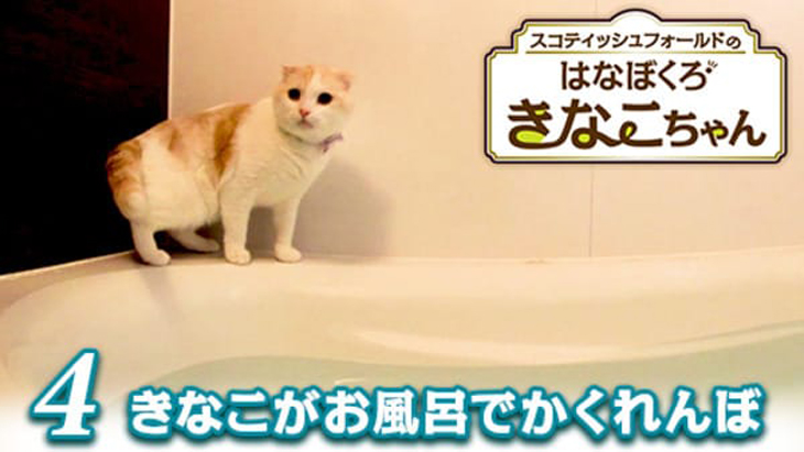 VR動画：＃4 きなこがお風呂でかくれんぼ / はなぼくろきなこちゃん