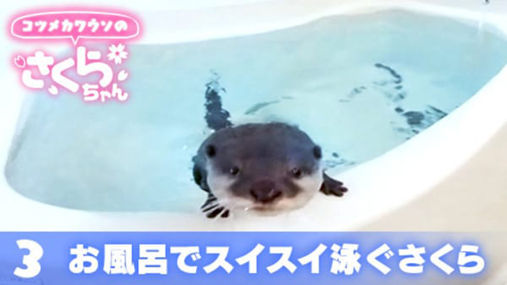 VR動画：＃3 お風呂でスイスイ泳ぐさくら / コツメカワウソのさくらちゃん