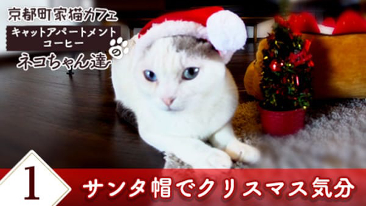 VR動画：＃1 サンタ帽でクリスマス気分 / 京都町家猫カフェ キャットアパートメントコーヒー