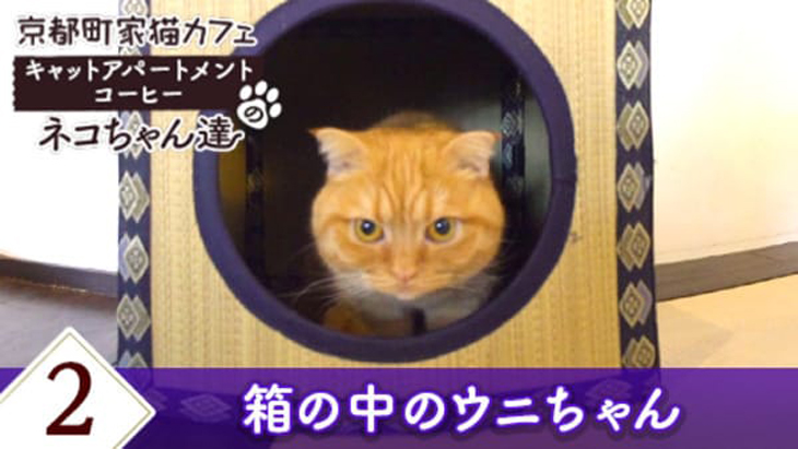 VR動画：＃2 箱の中のウニちゃん / 京都町家猫カフェ キャットアパートメントコーヒー