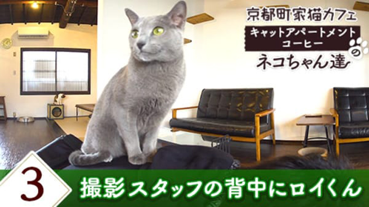 VR動画：＃3 撮影スタッフの背中に・・・ / 京都町家猫カフェ キャットアパートメントコーヒー