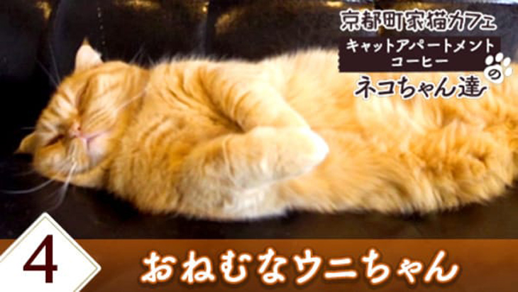 VR動画：＃4 おねむなウニちゃん / 京都町家猫カフェ キャットアパートメントコーヒー