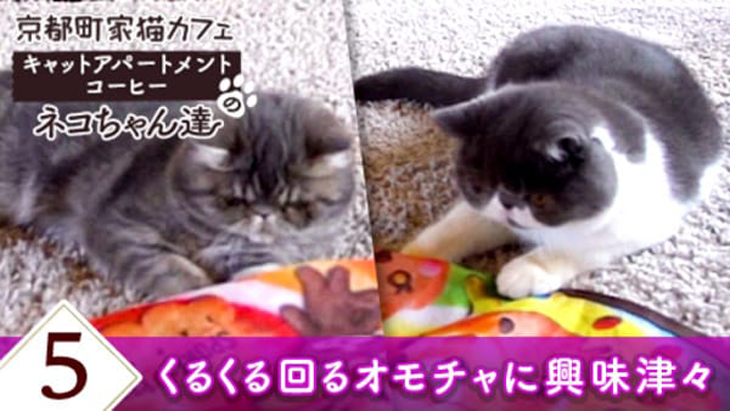 VR動画：＃5 くるくる回るオモチャに興味津々 / 京都町家猫カフェ キャットアパートメントコーヒー