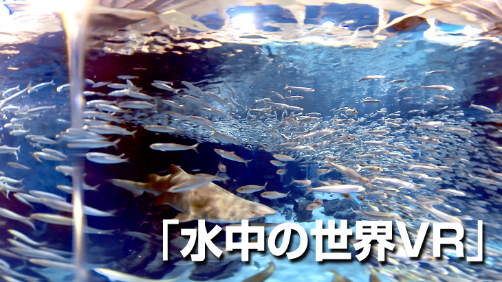 VR動画：【無料】水中の世界