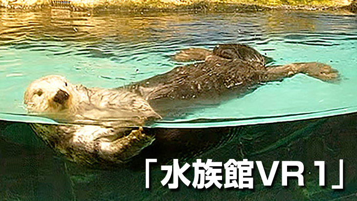 VR動画：【無料】水族館VR 1