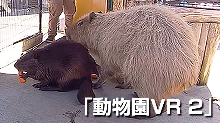 VR動画：【無料】動物園VR 2